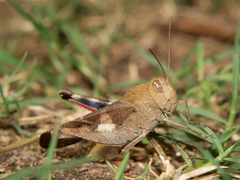 Humbe tenuicornis