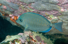 Prionurus maculatus