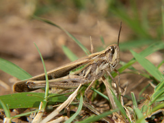 Aiolopus thalassinus