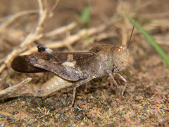 Humbe tenuicornis