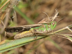 Aiolopus thalassinus