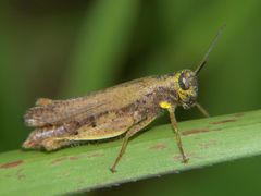 Eucoptacra gowdeyi