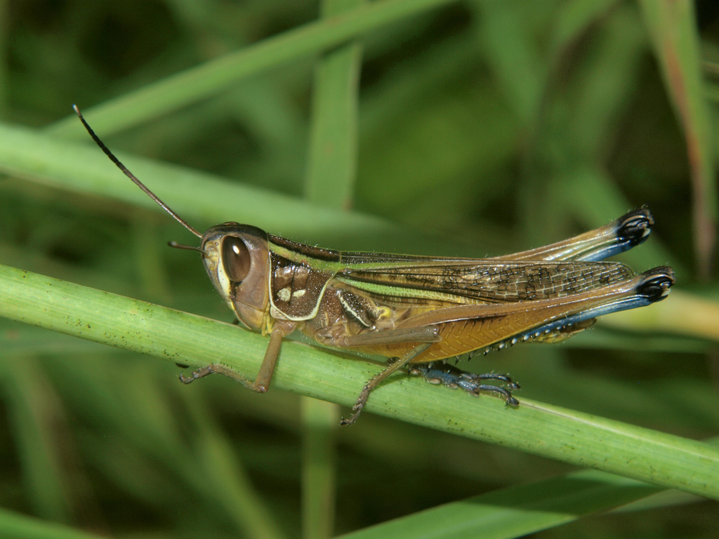 Blue-legged Related Grasshopper