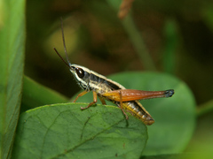 Parodontomelus brachypterus