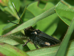 Heteropternis thoracica