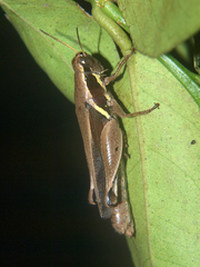 Phaeocatantops solitarius