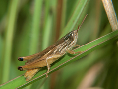 Tristria angolensis
