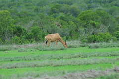 Alcelaphus buselaphus