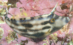 Meuschenia trachylepis