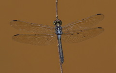 Cratilla lineata
