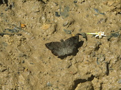 Antigonus erosus