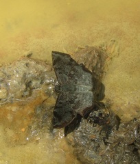 Antigonus erosus