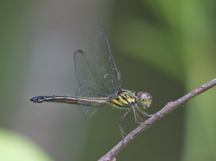 Cratilla lineata