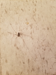 Pholcus phalangioides