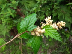 Neillia rubiflora