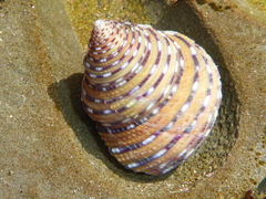 Calliostoma tricolor