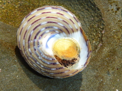 Calliostoma tricolor