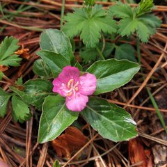 Oenothera deserticola