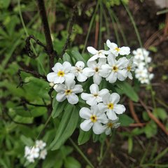 Lithospermum distichum