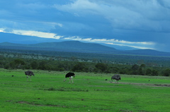 Struthio camelus massaicus