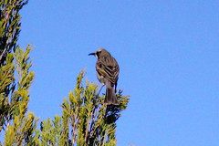 Gliciphila melanops