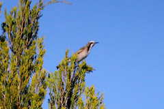 Gliciphila melanops