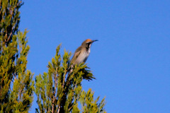 Gliciphila melanops