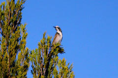 Gliciphila melanops