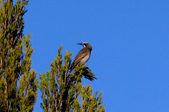 Gliciphila melanops