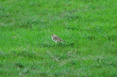 Anthus leucophrys goodsoni