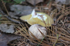 Suillus placidus