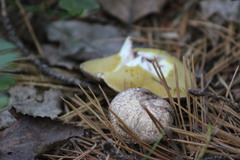 Suillus placidus