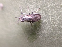 Stictomyia longicornis