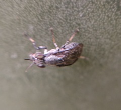 Stictomyia longicornis
