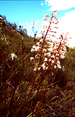 Eulophia barbata