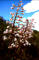 Eulophia barbata