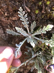 Jacobaea incana