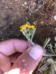 Jacobaea incana