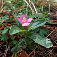 Oenothera deserticola