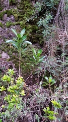 Anopterus glandulosus