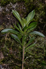 Anopterus glandulosus