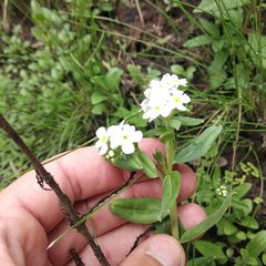 Lithospermum distichum