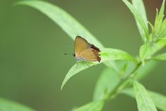 Heliophorus epicles