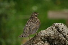 Turdus iliacus coburni