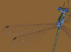 Lestes elatus