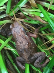 Bufo formosus