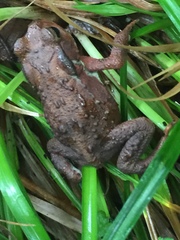 Bufo formosus
