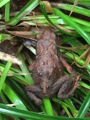 Bufo formosus