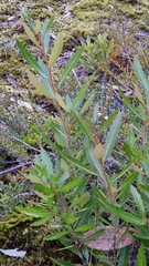 Orites diversifolius