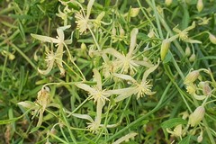 Clematis decipiens